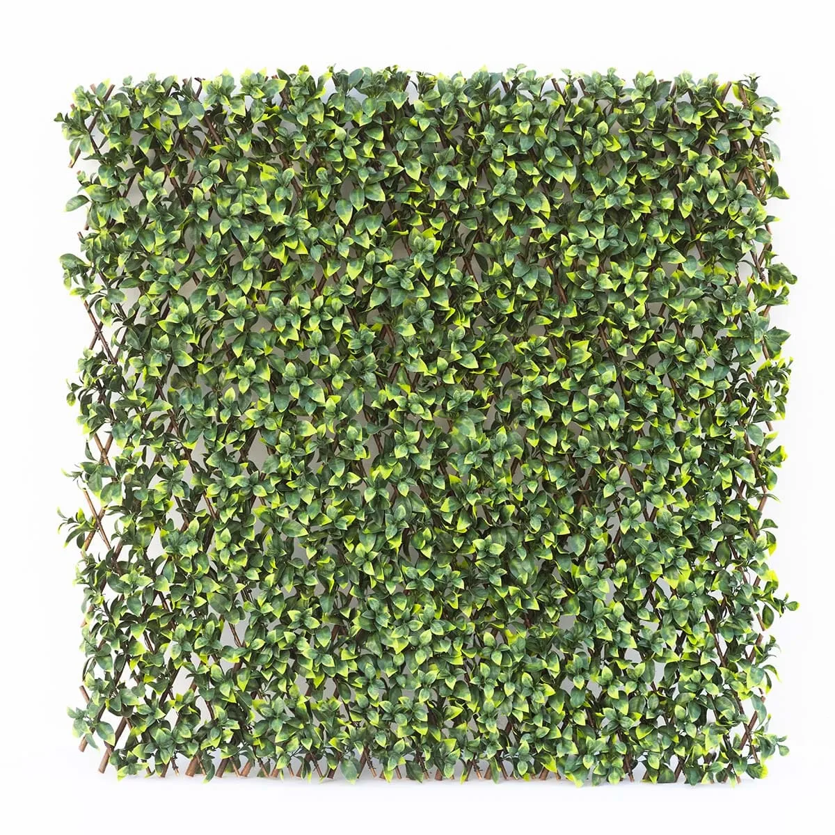 Amgo expandable ivy