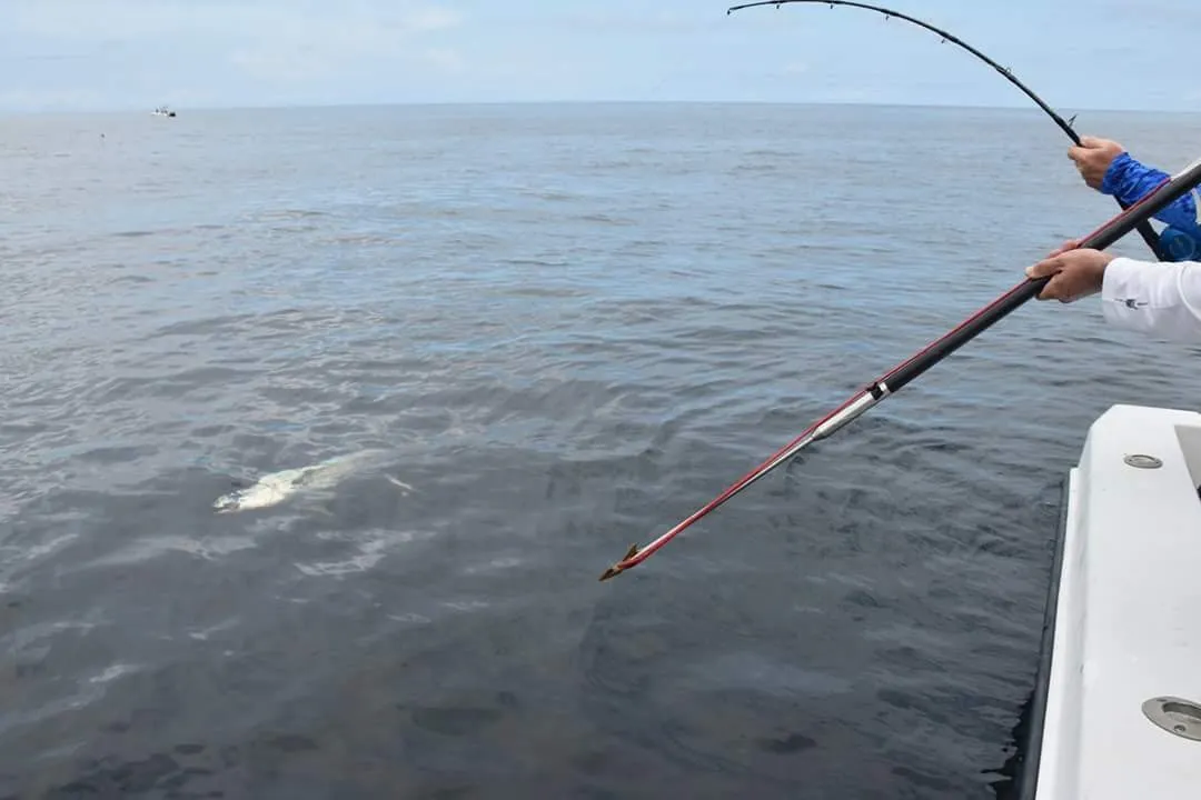 Moneyshot Commercial Harpoon - 12D