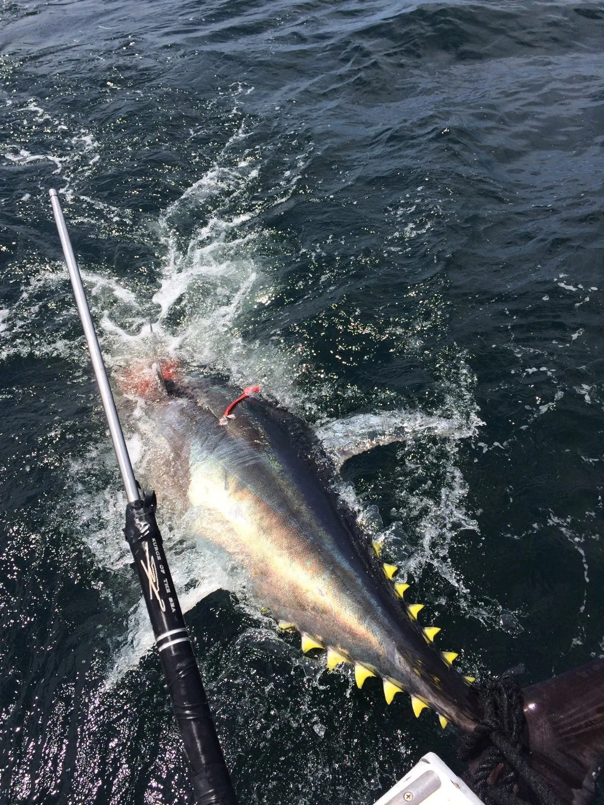Moneyshot Commercial Harpoon - 12D