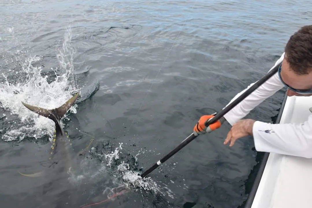 Moneyshot Commercial Harpoon - 12S