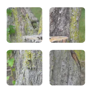 Tree Stump Sublimation Coasters Pack of Four